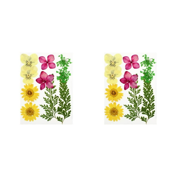 Conjunto de flores secas Wosthever, calcomanía de flores reales, artesanía, espécimen prensado, decoraciones color mezclado