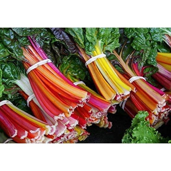 Swiss Chard Seeds for Planting - 100  Seeds - Rare Colorful Garden Vegetable Seeds