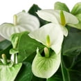 thumbnail image 5 of Anthurium White Live Plant for Indoor | Different Houseplants in 4'' & 6'' Pot | Real House Plant for Living Room, Office, Desk & Bathroom | Flamingo Flower | Tailflower, 5 of 6