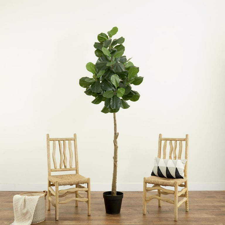indoor purifying plants Air Purifying ZZ Plant – The Bloom Of Time main image 1