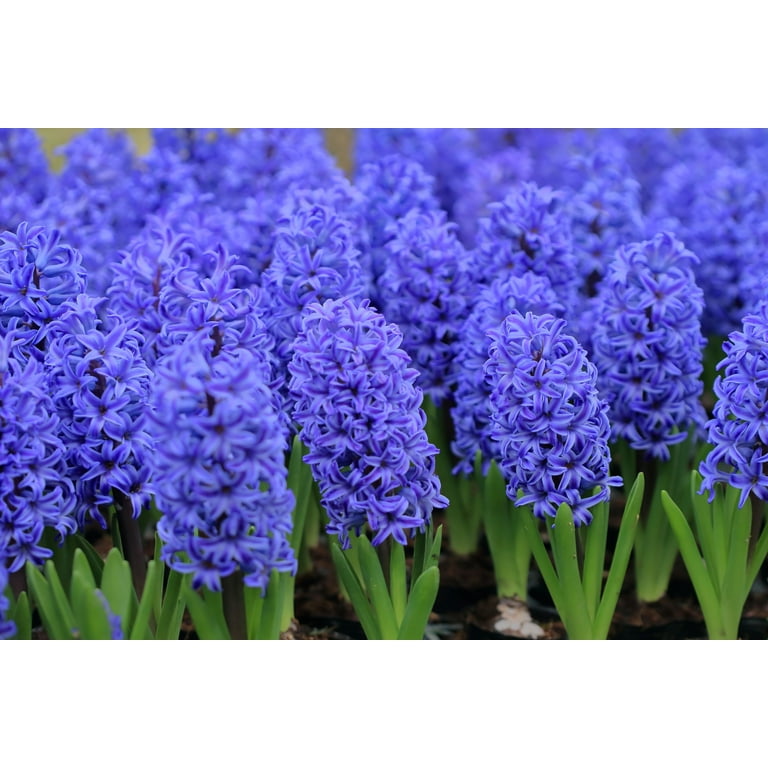 Expert Gardener 1PT Assorted Hyacinth Live Plant, Full Sun