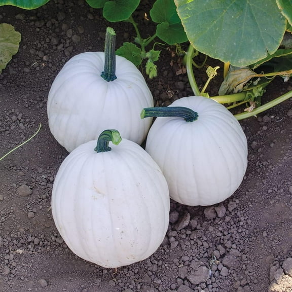 Yeti Pumpkin Seeds for Planting (10 Seeds) - Grow 5 Pound White Pumpkins