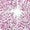 Pink, variant on LYCAQL Girls Shoes High Heels Girls Princess Single Shoes Dress Shoes Performance Shoes Children Shoes Huarache 2k4 (Silver, 12 Little Child)