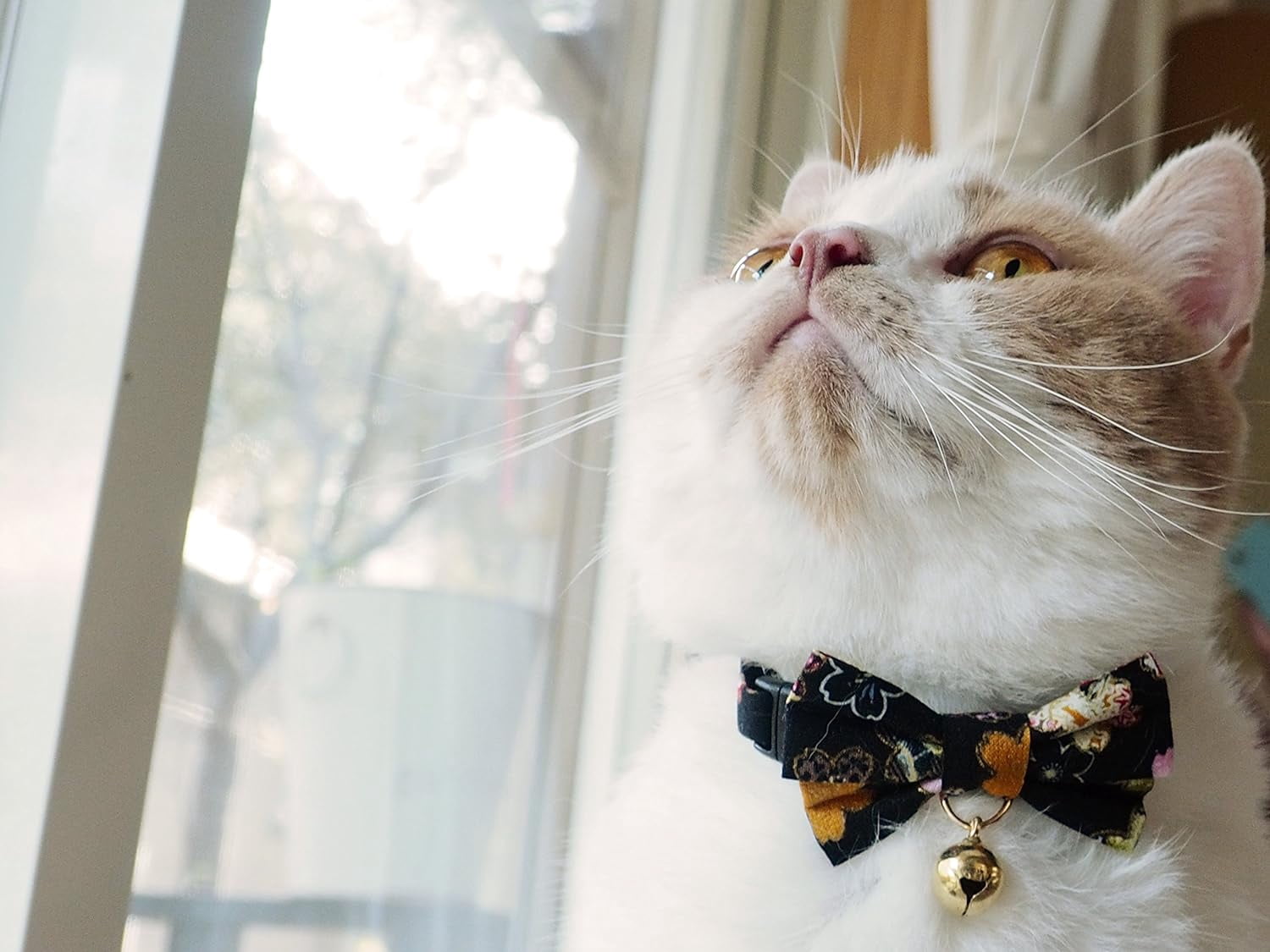 Necoichi Kimono Bow Tie Cat Collar, Black
