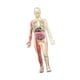 thumbnail image 3 of Modelo de cuerpo humano 3D Modelo de esqueleto órganos removibles huesos Educativos para niños y niñas de 8 a 12 años Fisiología de Halloween Regalos, 3 of 10