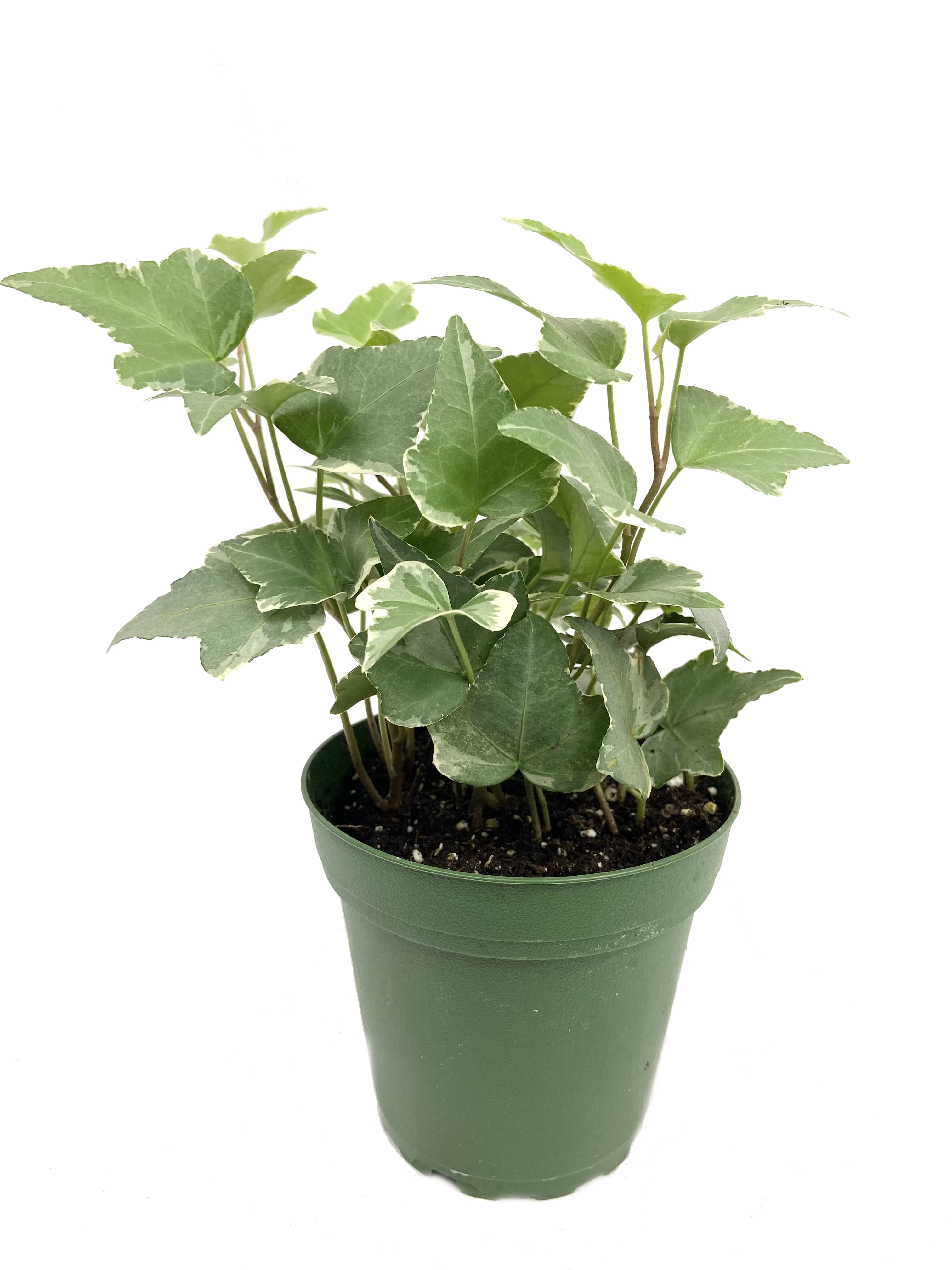 Variegated English Ivy Live Plant in a 4 inch Pot Hedera Helix