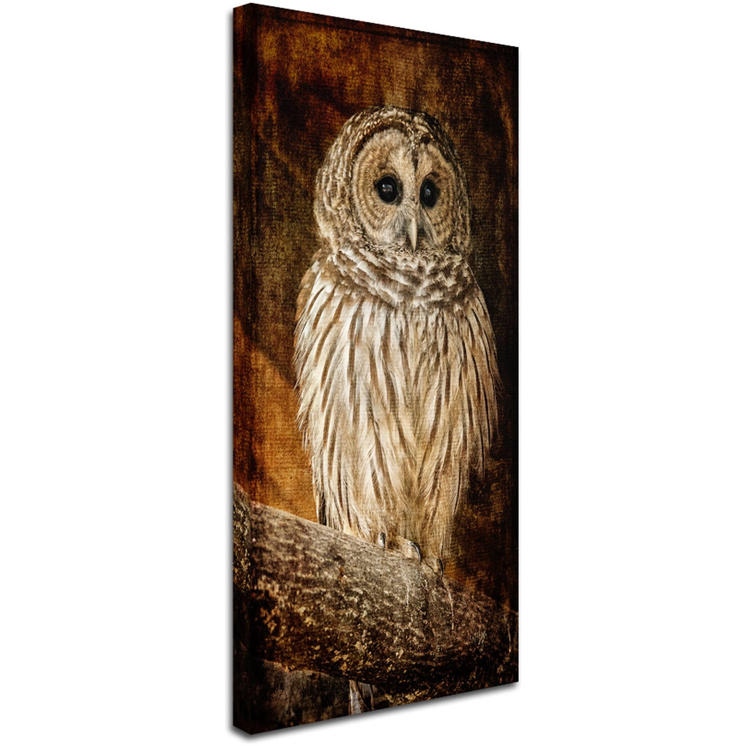 Trademark Fine Art "Wisdom" Canvas Art by Lois Bryan