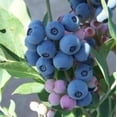 thumbnail image 2 of Powderblue Rabbiteye Blueberry - Vaccinium ashei 'Powderblue', 2 of 5