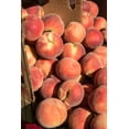 thumbnail image 2 of Horton, Janet 13x18 Gold Ornate Wood Framed with Double Matting Museum Art Print Titled - Issaquah-Washington State-USA Boxes of White Lady peaches for sale at a Farmers Market, 2 of 4