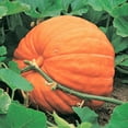 thumbnail image 2 of TomorrowSeeds - Mammoth Gold Pumpkin Seeds - 60+ Count - For 2026 Planting Heirloom Carving, 2 of 9