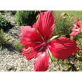 thumbnail image 2 of Seedville 10 Red Texas Star Hibiscus Flower Seeds, Huge Red Flowers Attract Hummingbirds, 2 of 10