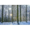 thumbnail image 2 of Schneidersmann, Anne 18x13 Black Ornate Wood Framed with Double Matting Museum Art Print Titled - Frosty Forest, 2 of 4