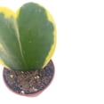 thumbnail image 4 of Variegated Hoya Kerrii Heart/Sweetheart Plant/Mothers Day Plant/Hoya Plant/Heart Shaped Succulent/Heart Hoya/Live Plant Rare, 4 of 8