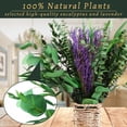 thumbnail image 4 of 5 Kinds Eucalyptus & Lavender Flowers Bundles for Shower, 17'' Real Fresh Eucalyptus Leaves, Shower Wedding Home Decor, Shower Eucalyptus Haning Plants, Witchy Decor Aesthetic (75pcs), 4 of 7