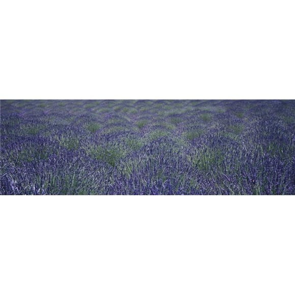 Close Up View of Lavender Plants Swaying in The Breeze on An Organic Farm in The Santa Ynez Valley - Buellton California Poster Print - 36 x 12 in. - Large