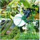 thumbnail image 5 of Red de jardín, red para plantas trepadoras, red de remo para cosechar pepinos, verduras, tomates y otras verduras, red de fijación para plantas trepadoras (1., 5 of 5