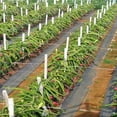 thumbnail image 3 of RXIRUCGD 1-3M de Large Couvre-Sol Membrane Weed Control Tissu Paysage Jardin Résistant, 3 of 8
