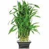 Brussel's Lucky Bamboo Pyramid - 3 Layer - Small - (Indoor)