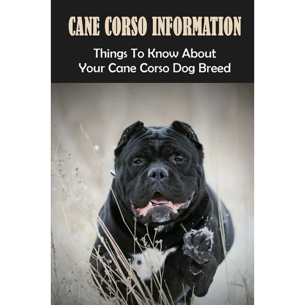 Cane Corso Information Things To Know About Your Cane Corso Dog Breed