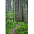 thumbnail image 2 of Mahan, Kathy 17x24 Black Ornate Wood Framed with Double Matting Museum Art Print Titled - Lewis River Trail, 2 of 4