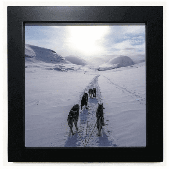 Dog Animal Snow Husky Picture Black Square Frame Picture Wall Tabletop