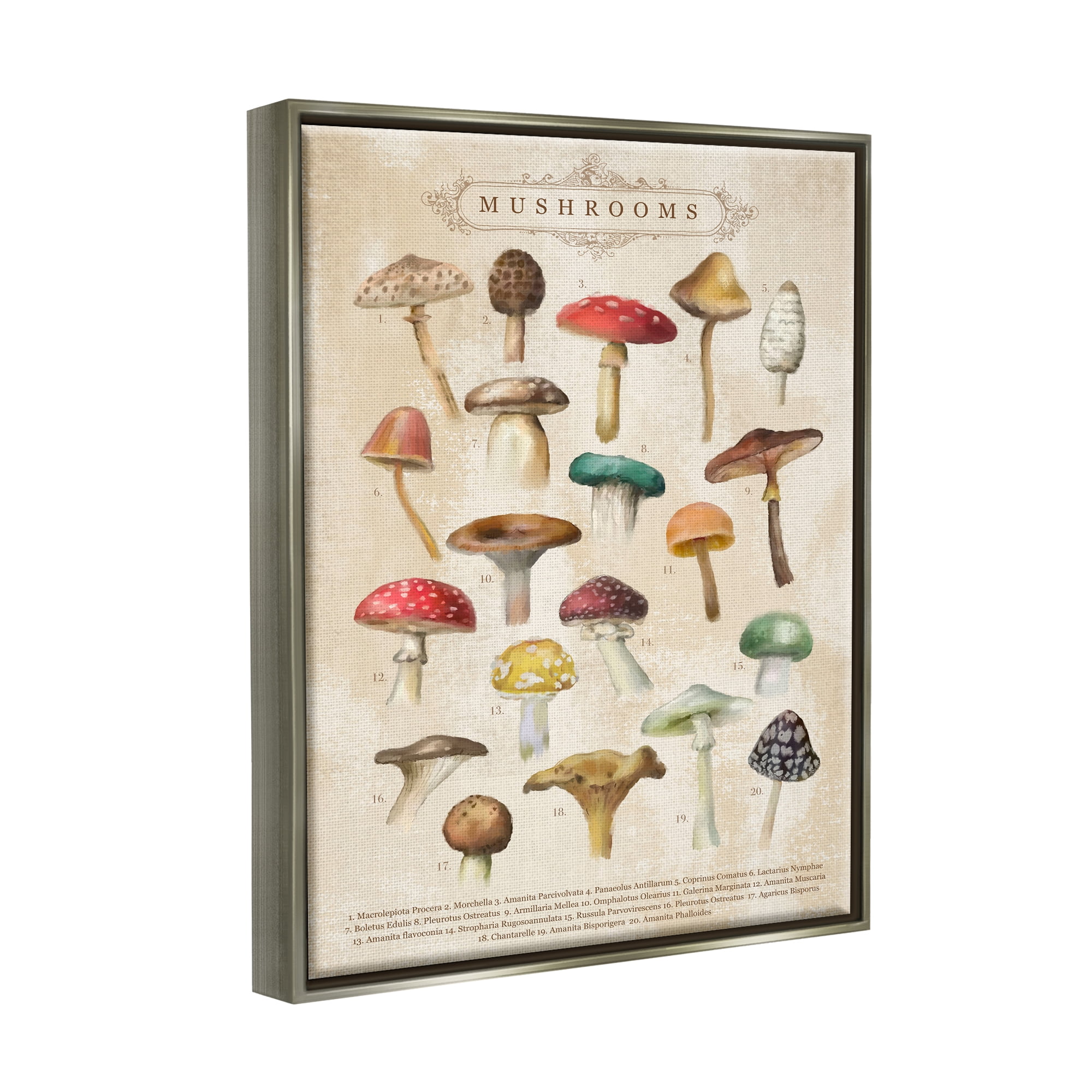Stupell Industries Vintage Mushrooms Nature Studies Landscape Painting Gray Floater Framed Art Print Wall Art
