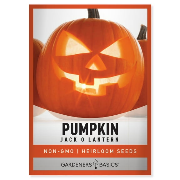 Jack O Lantern Pumpkin Seeds