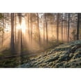 thumbnail image 3 of Lindsten, Christian 18x14 Black Modern Framed Museum Art Print Titled - Fog In The Forest With White Moss In The Forground, 3 of 5