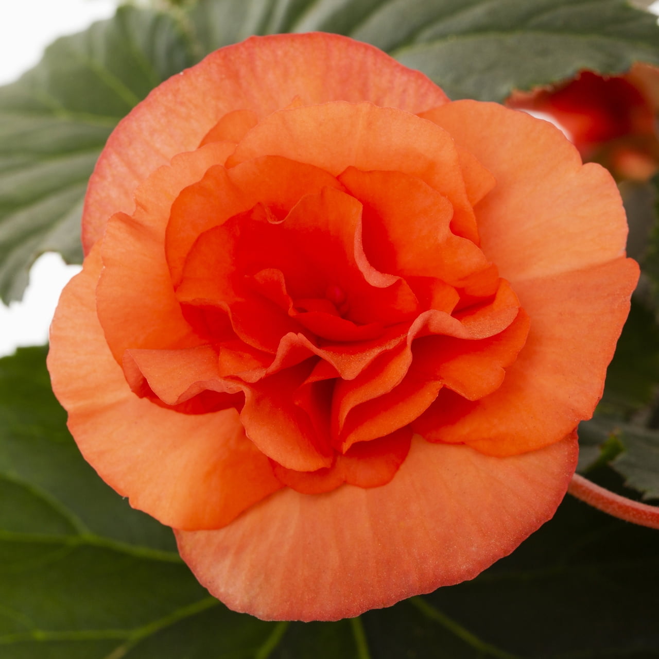 Expert Gardener 1.5gal Orange Begonia Live Annual Plant Hanging Basket Shade