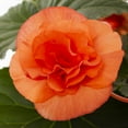 thumbnail image 2 of Expert Gardener 1.5gal Orange Begonia Live Annual Plant Hanging Basket Shade, 2 of 5