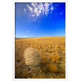 thumbnail image 2 of Tumbleweed Rolling over Prairie, Framed Art Print Wall Art by Momatiuk  Eastcott Sold by Art.Com, 2 of 5