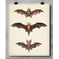 thumbnail image 5 of Vintage Bat Painting - 11x14 Unframed Art Print - Great Biology Lab Decor or Gift for People Who are Fascinated with Bats, 5 of 6