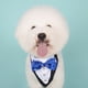thumbnail image 4 of Esmoquin formal para perro, collar tipo bandana para boda, collar para perro con pajarita, collar tipo bandana ajustable para perro pequeño, mediano y grande, 4 of 8