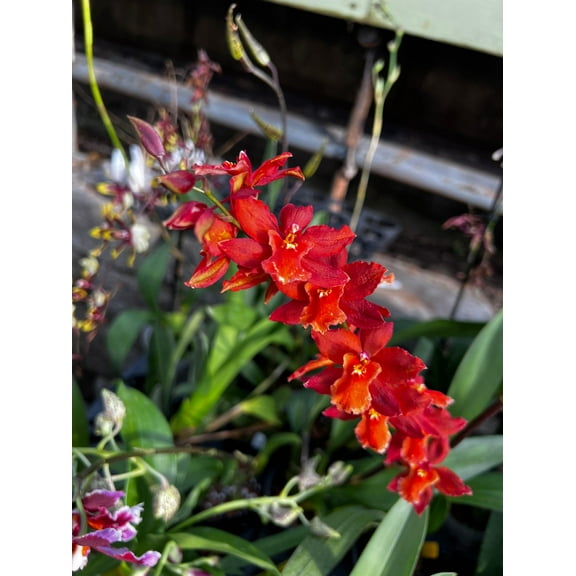 Dancing Lady Orchid-Oncidium-Vibrant Blooms  5" Pot