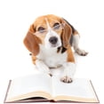 thumbnail image 2 of Dog Reading Book Wall Mural by Wallmonkeys Peel and Stick Graphic (48 in W x 44 in H) WM108318, 2 of 4