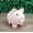 Complexion, variant on Pink Piggy Bank 6X5 Inch - Colorful Pink Finish, Playful Piggy Design, Easy-To-Use Coin Slot For Depositing And Small Change - For ’ Bedroom Decoration, Home Decor