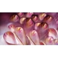 thumbnail image 2 of Westum, Heidi 24x15 White Modern Wood Framed Museum Art Print Titled - Rosebuds, 2 of 4