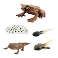 thumbnail image 3 of Figuritas de ciclo Montessori Perfecl Animales Ranas Cognitivas Estilo D, 3 of 8