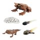 thumbnail image 3 of juego de crecimiento CUTICAT ciclo montessori animales realistas cognitivas ranas modelo para edad preescolar, 3 of 8