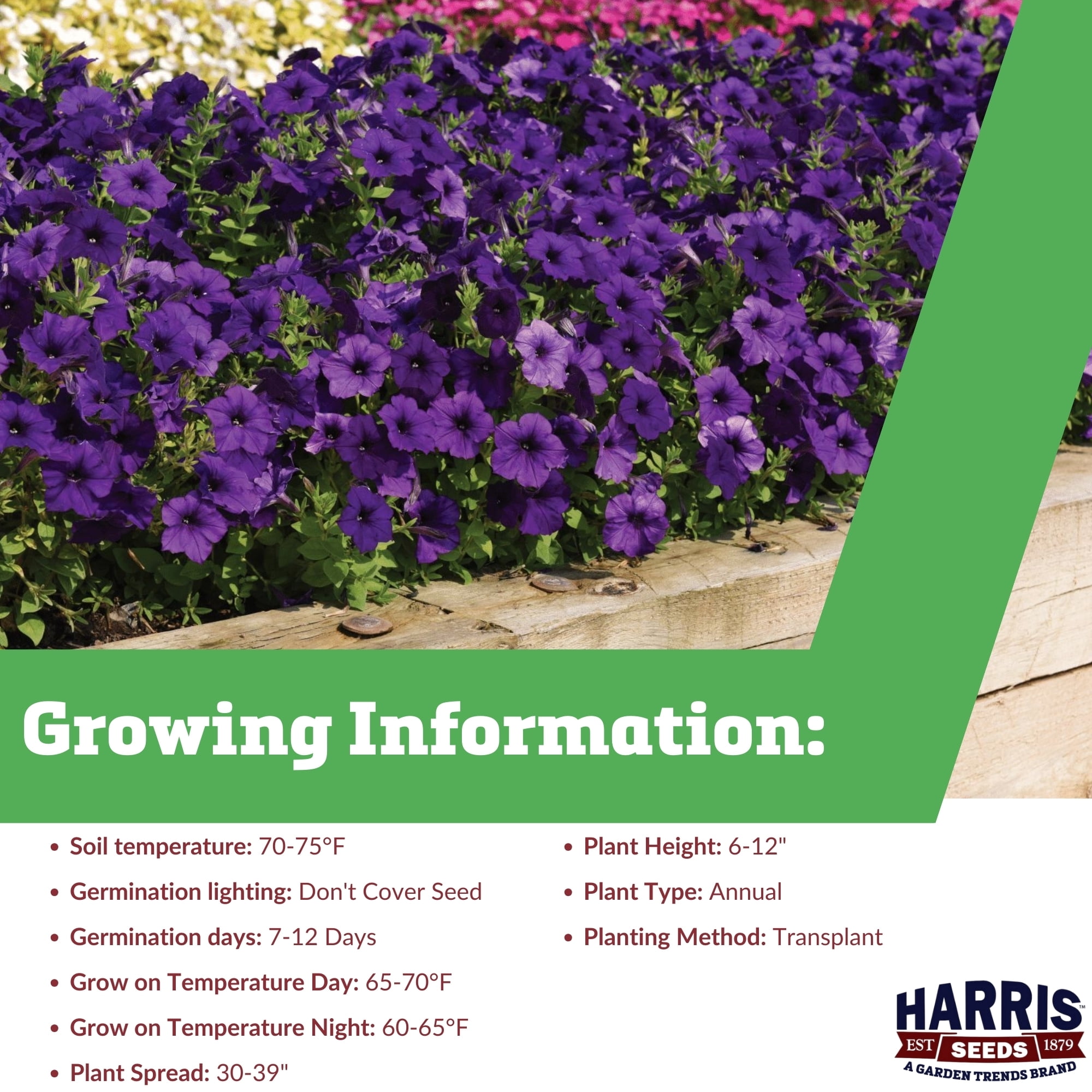 Harris Seeds - Petunia Easy Wave Blue F1 Seeds - Vibrant Mounded Blooms - 100 Seeds