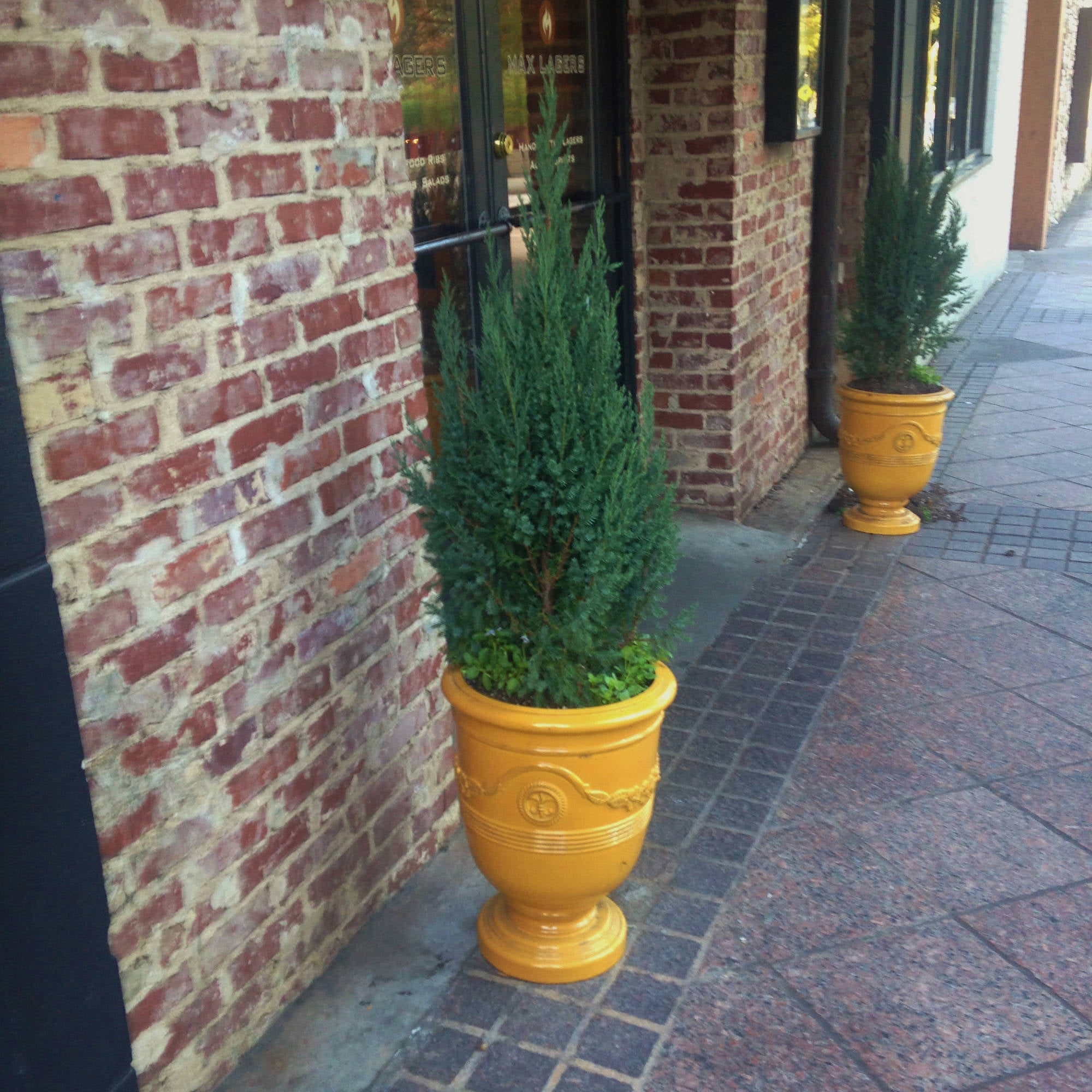 Expert Gardener Blue Point Juniper (2.5 Quart) Evergreen Tree with Blue-Green Foliage - Full Sun Live Outdoor Plant