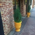 thumbnail image 6 of Expert Gardener Blue Point Juniper (2.5 Quart) Evergreen Tree with Blue-Green Foliage - Full Sun Live Outdoor Plant, 6 of 7