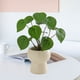 thumbnail image 1 of Plantas artificiales para decoración de sala de estar, plantas de interior artificiales, decoración de bonsáis, plantas eternas, flores artificiales, plantas verdes, para el hogar, la, 1 of 8
