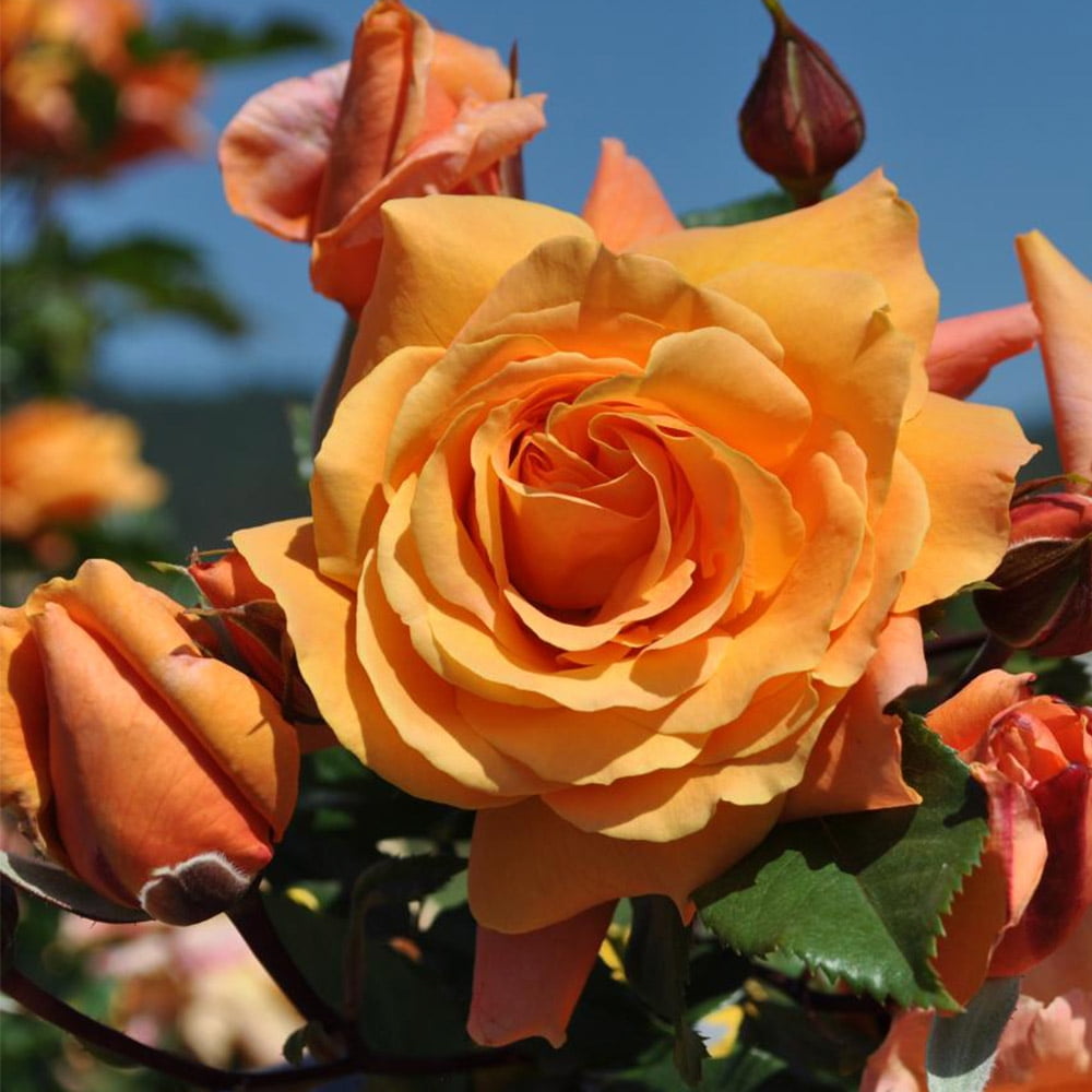Heirloom Roses Orange Rose Bush The Arborose® Tangerine Skies Plant