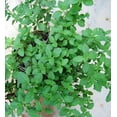thumbnail image 4 of Scarborough Seeds Italian Oregano 1000 Seeds Herb Heirloom Non-GMO Fragrant Rare, 4 of 5