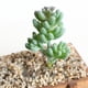 thumbnail image 5 of Adornos de Bricoje Suculentas Artificiales de Moda para Accesorios de Fotografía de Decoración de Jardín en hogar 1pc 9 11cm perfecl Plantas Suculentas de Simulación, 5 of 6