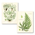 thumbnail image 2 of Gango Home Decor Vintage Fern III & IV; Two 16x20in Fine Art Paper Giclee Prints, 2 of 6