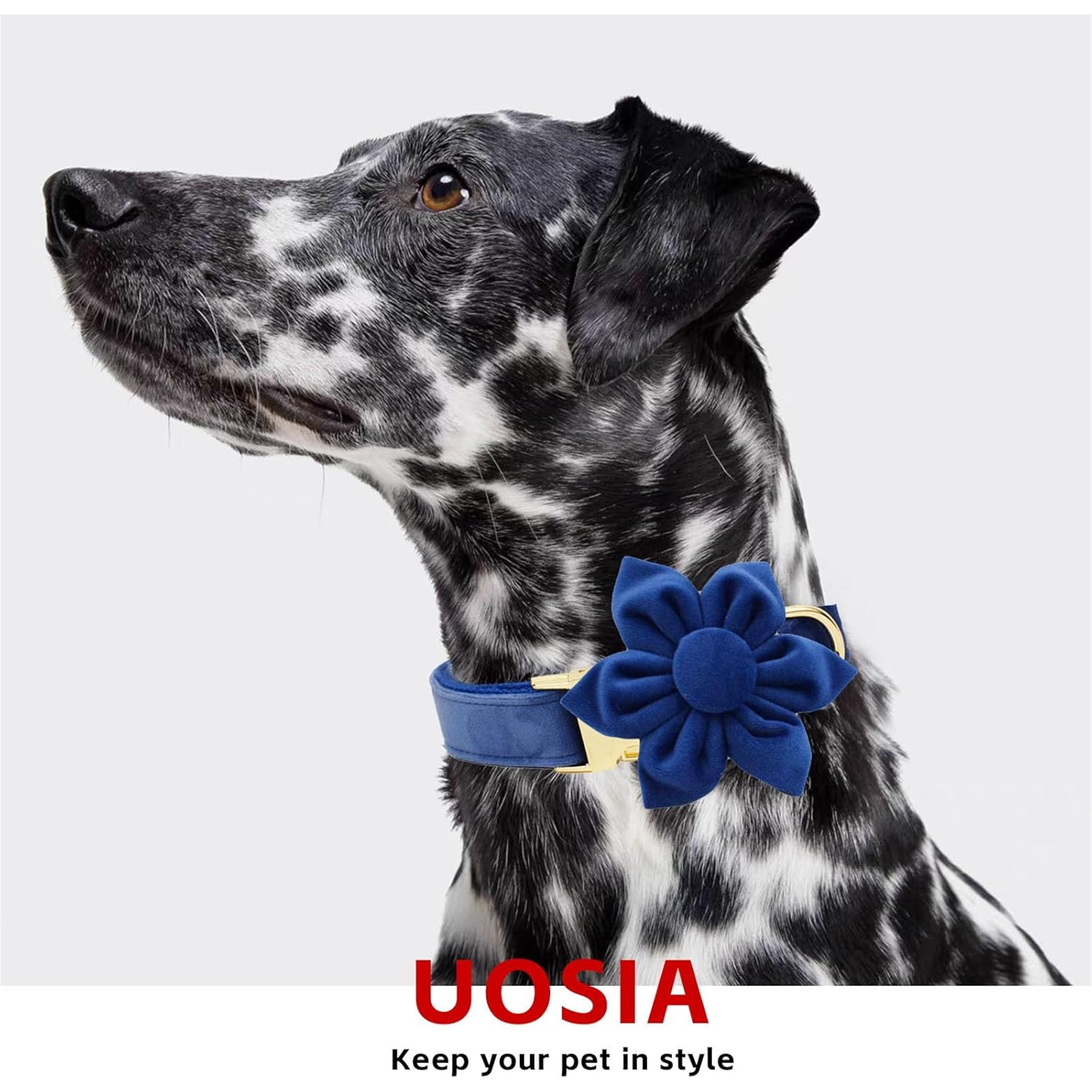 Collar & Leash Set with Metal Buckle No Pull Dog Harness,  Includes Flower，Bow & Poop Bag,Blue,S