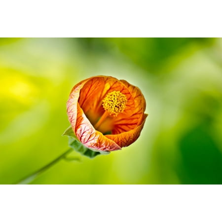 Decorator Spring Wound Wall - Framed Art for Your Wall Flower Decoration Spring Gardening Garden Summer 10x13 Frame