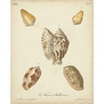 thumbnail image 3 of Knorr 15x18 Black Modern Framed Museum Art Print Titled - Antique Knorr Shells III, 3 of 5